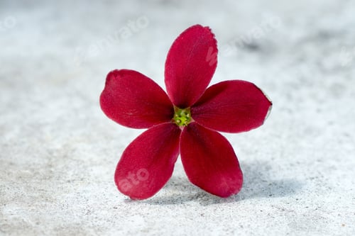 Preview: Rangoon Creeper Flower