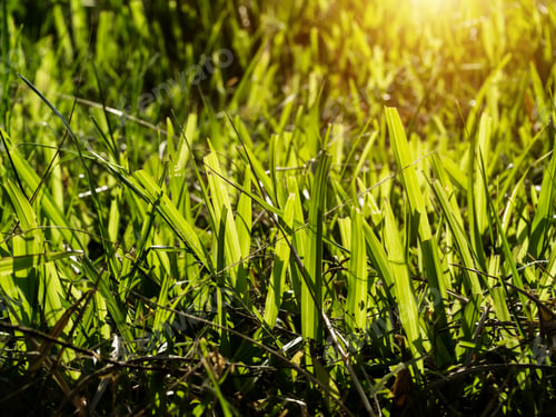 Preview: Grass Regenerate In The Garden.