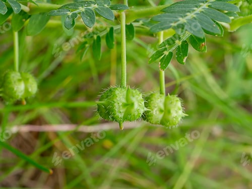 Preview: Close Up Seeds Of Devil'S Thorn (Tribulus Terrestris Plant) With Leaves On Blur Background.
