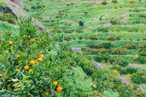 Preview: Mandarin Orange Plantation