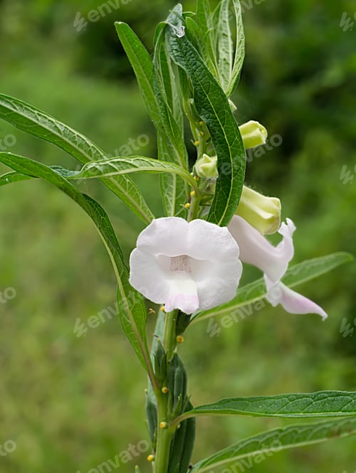 Preview: Sesame Flower And Seeds On Tree. (Sesamum Indicum Plant)