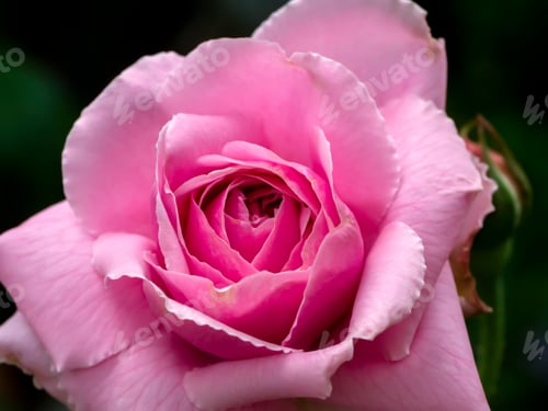 Preview: Close Up Of Pink Rose Flower (Rosa Damascena) On Blur Background.