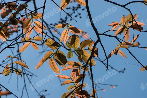 Preview: New Leaves In Spring Season With Sky Background.