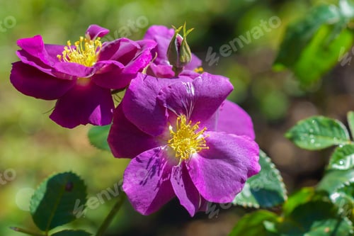 Preview: Some Purple Yellow Roses In The Garden