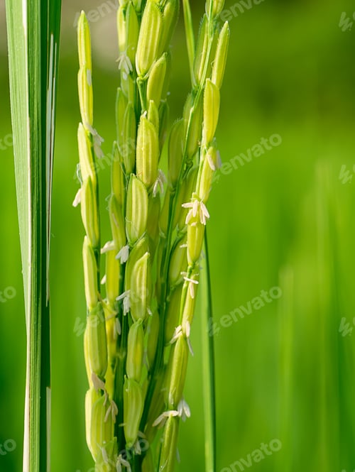 Preview: Close Up Of Rice Flower.