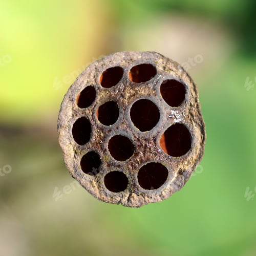 Preview: Lotus Seeds
