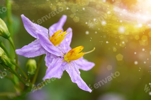 Preview: Purple Wildflowers. (Herb-Solanum Trilobatum L.).