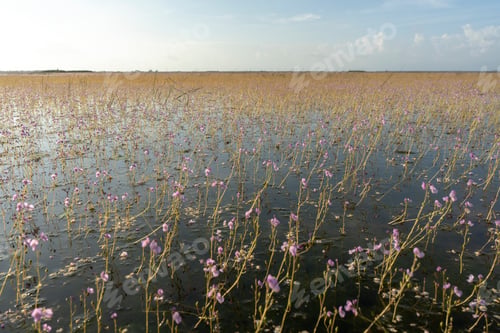Preview: Landscape Underwater Flower Of Utricularia Warburgii Plant Or Lentibulariaceae Plant At The Lake