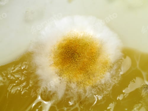 Preview: Macro Picture Of Yellow And White Mold On The Food. (Rhizopus Stolonifer)