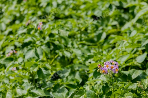 Preview: Potato Field In Early Summer