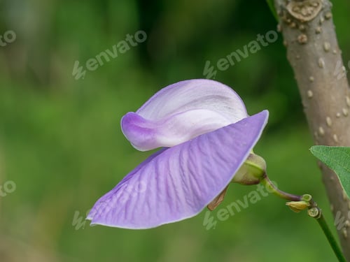 Preview: Close Up Of Violet Flower. (Centrosema Pubescens)