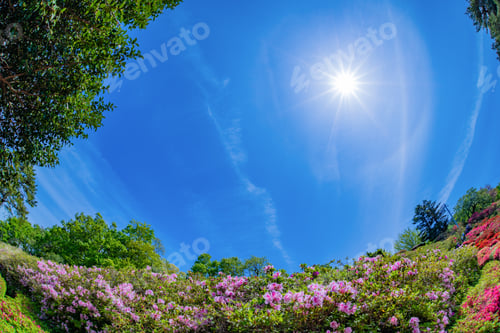 Preview: Azalea Of Komuroyama Park In Ito City, Shizuoka Prefecture