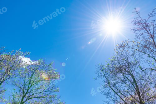 Preview: Cherry Blossoms In Iwamotoyama Park, Fuji City, Shizuoka Prefecture