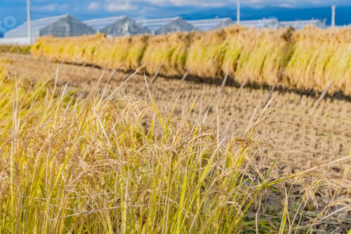 Preview: Landscape With Rice Straw