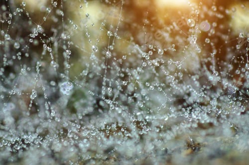 Preview: Close-Up Of Cobweb With Dew.
