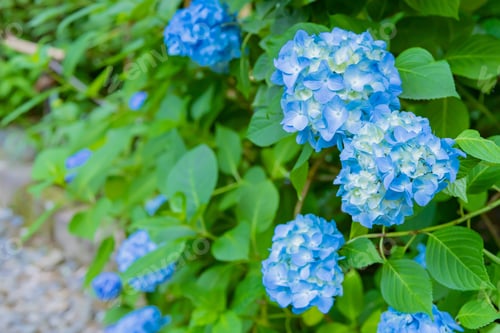 Preview: Hydrangea In Meigetsuin, Kamakura City, Kanagawa Prefecture