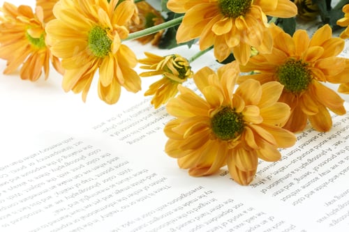 Preview: Orange Chrysanthemum On Book
