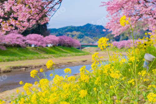 Preview: Kawazu Sakura In Minamiizu-Cho, Kamo-Gun, Shizuoka Prefecture