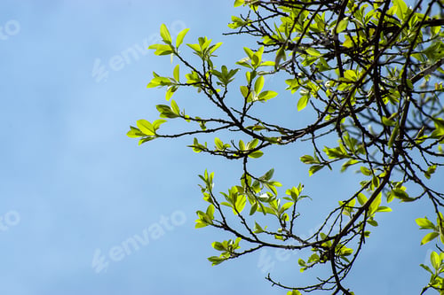 Preview: New Banyan Leaves On Branch.