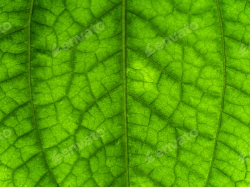 Preview: Green Leaf Of Wildbetal Leafbush Plant. (Piper Sarmentosum Roxb)
