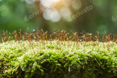 Preview: Spore Capsules Of Velvet Feather Moss In The Forest With Light.