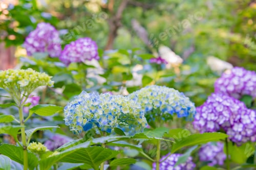 Preview: Hydrangea In Meigetsuin, Kamakura City, Kanagawa Prefecture