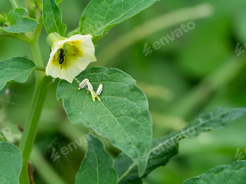 Preview: Cape Gooseberry Flower On Tree.