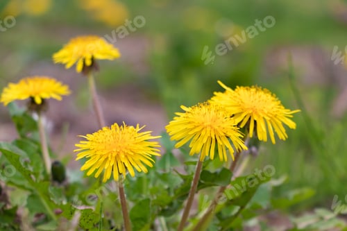 Preview: Landscape With Dandelion Blooming