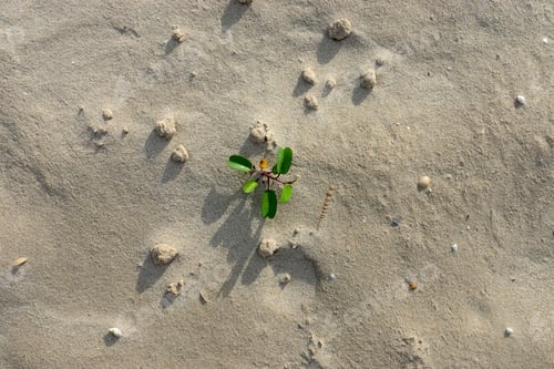 Preview: Small Plant On The Beach Background Texture With Light.