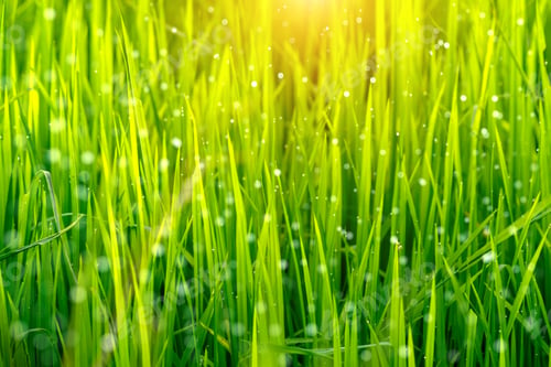 Preview: Green Leaf Of Rice Plant In Rice Field With Bokeh Light.