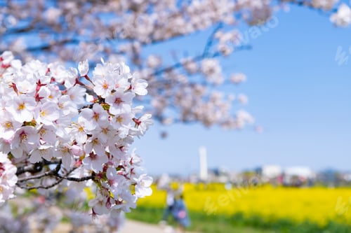 Preview: Cherry Blossoms In Satte City, Saitama Prefecture