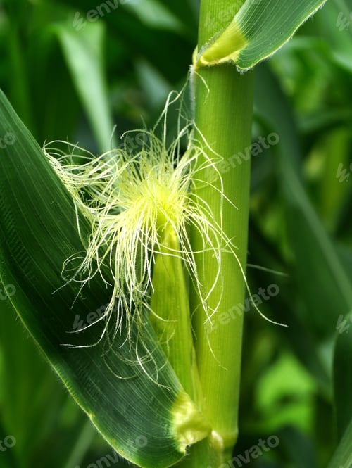 Preview: Corn Flower.