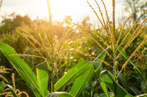 Preview: Close Up Pollen Of Corn Flower With Sunlight