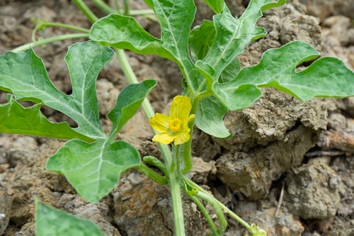 Preview: Close Up Of Watermelon Flower With Leaves.