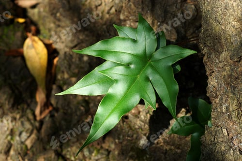 Preview: Fern Leaf Close-Up