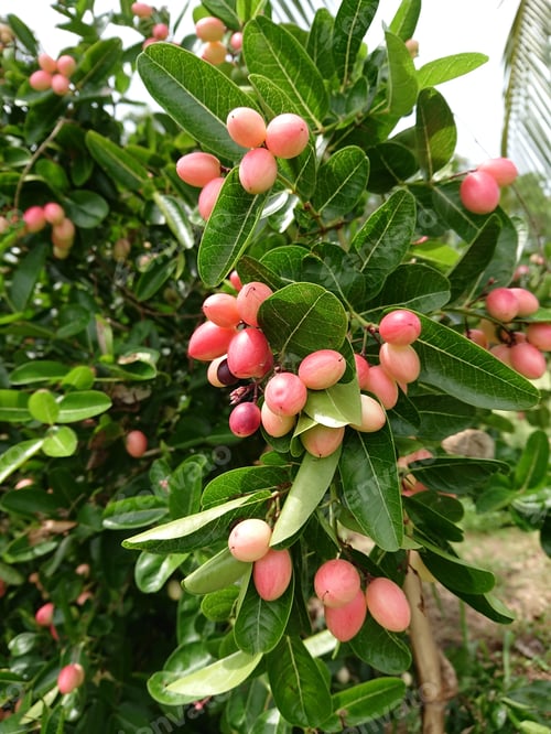 Preview: Super Fruit Of Bengal Currants Or Carissa Carandas On Tree.
