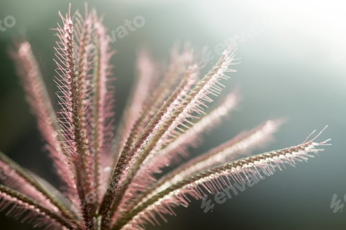 Preview: Close Up Of Flower Grass With Light.