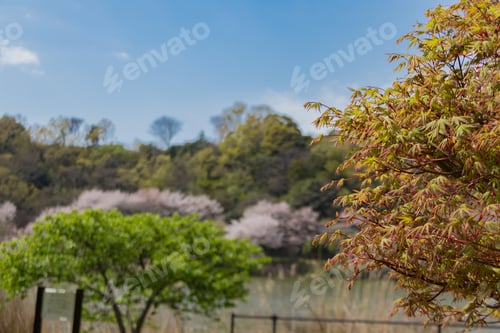 Preview: Landscape With Fresh Green Maple