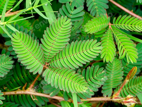 Preview: Close Up Green Leaves Of Sensitive Plant, Sleepy Plant Or The Touch-Me-Not Tree (Mimosa Pudica).