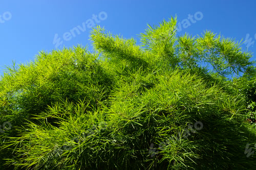 Preview: Bamboo Tree With Leave On Sky Background