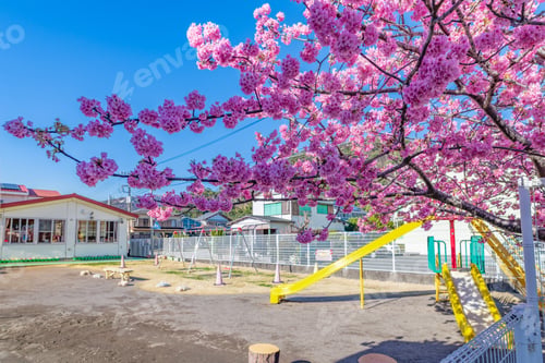 Preview: Kawazu Cherry Blossoms Blooming In The Kindergarten Garden