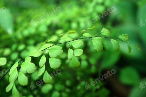 Preview: Adiantum Fern Leaves In Rainforest.