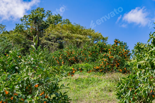 Preview: Mandarin Orange Plantation