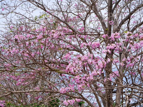 Preview: Pink Trumpet Flower (Tabebuia Rosea Tree)