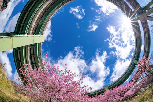Preview: Kawazu Zakura Of Kamijo And Loop Bridge, In Kawazu-Cho, Kamo-Gun, Shizuoka Prefecture