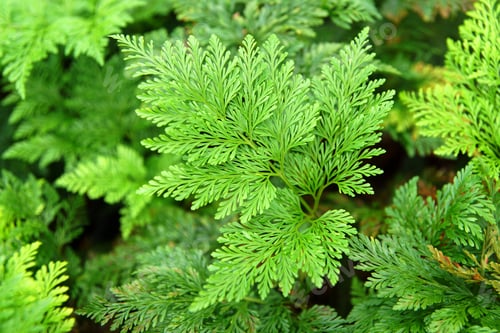 Preview: Fern Leaves