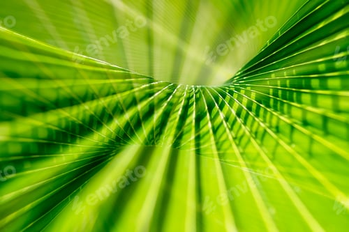 Preview: Abstract Of Green Palm Leaf Background