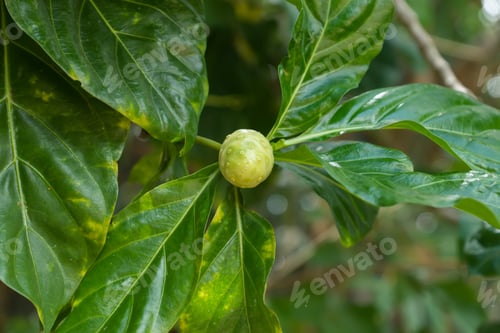 Preview: Morinda Citrifolia, Great Morinda Or Cheese Fruit On Tree.