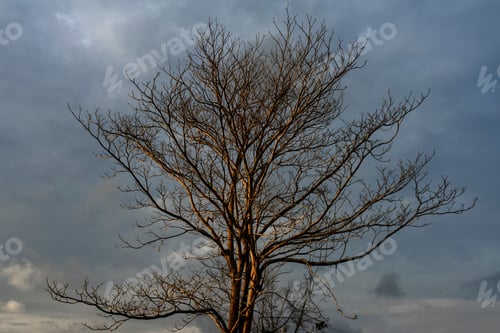 Preview: Close Up The Death Tree With Reflection Of Sunlight On Branch And Bark On Sky Background