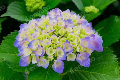Preview: Hydrangea In Early Summer
